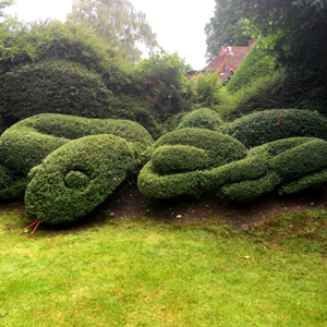 Shrub & Hedge Topiary